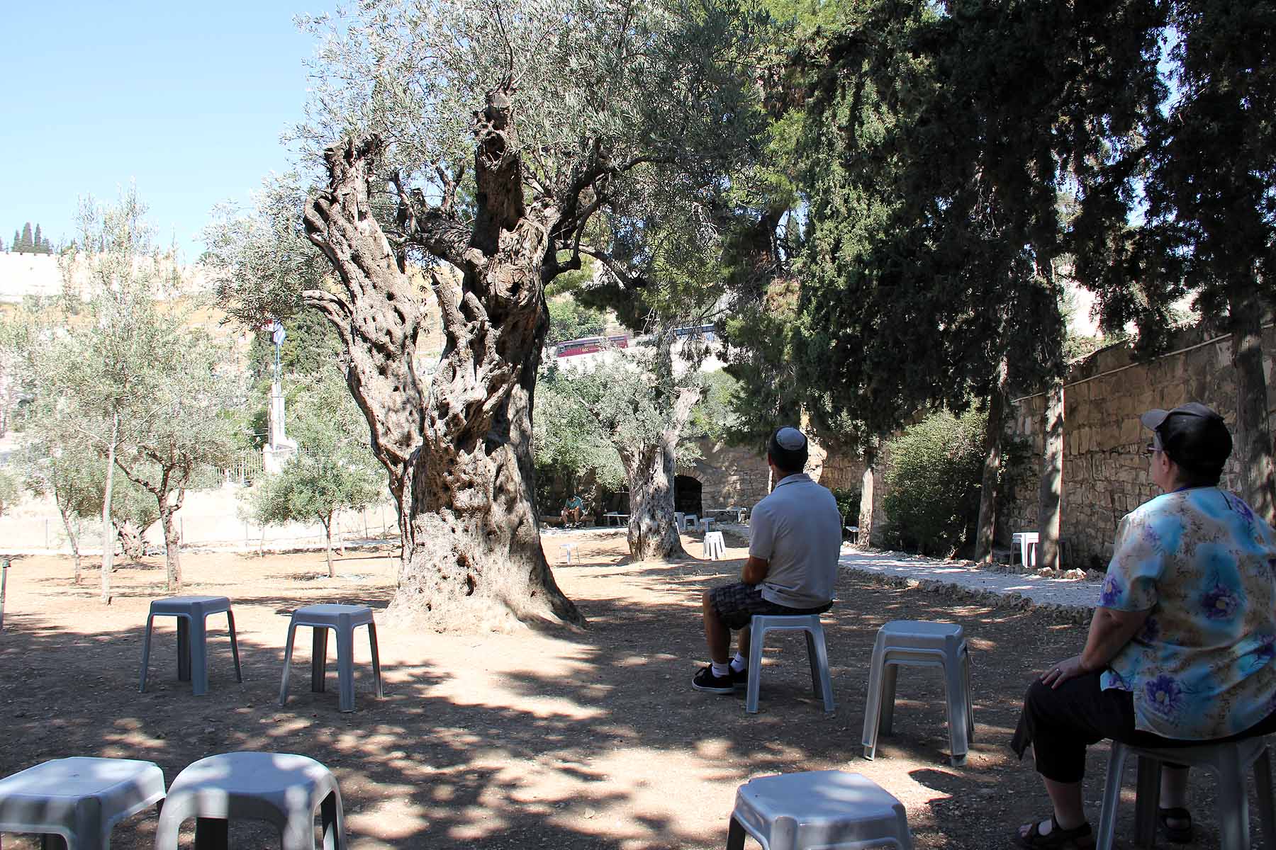 Gethsemane image 19